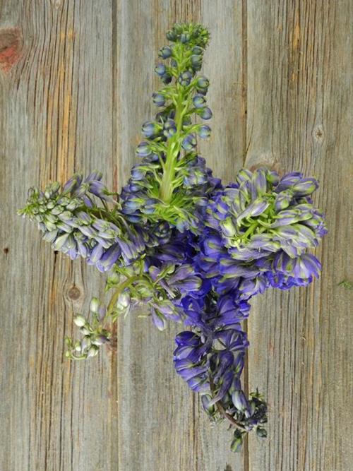 HYBRID  PURPLE DELPHINIUM